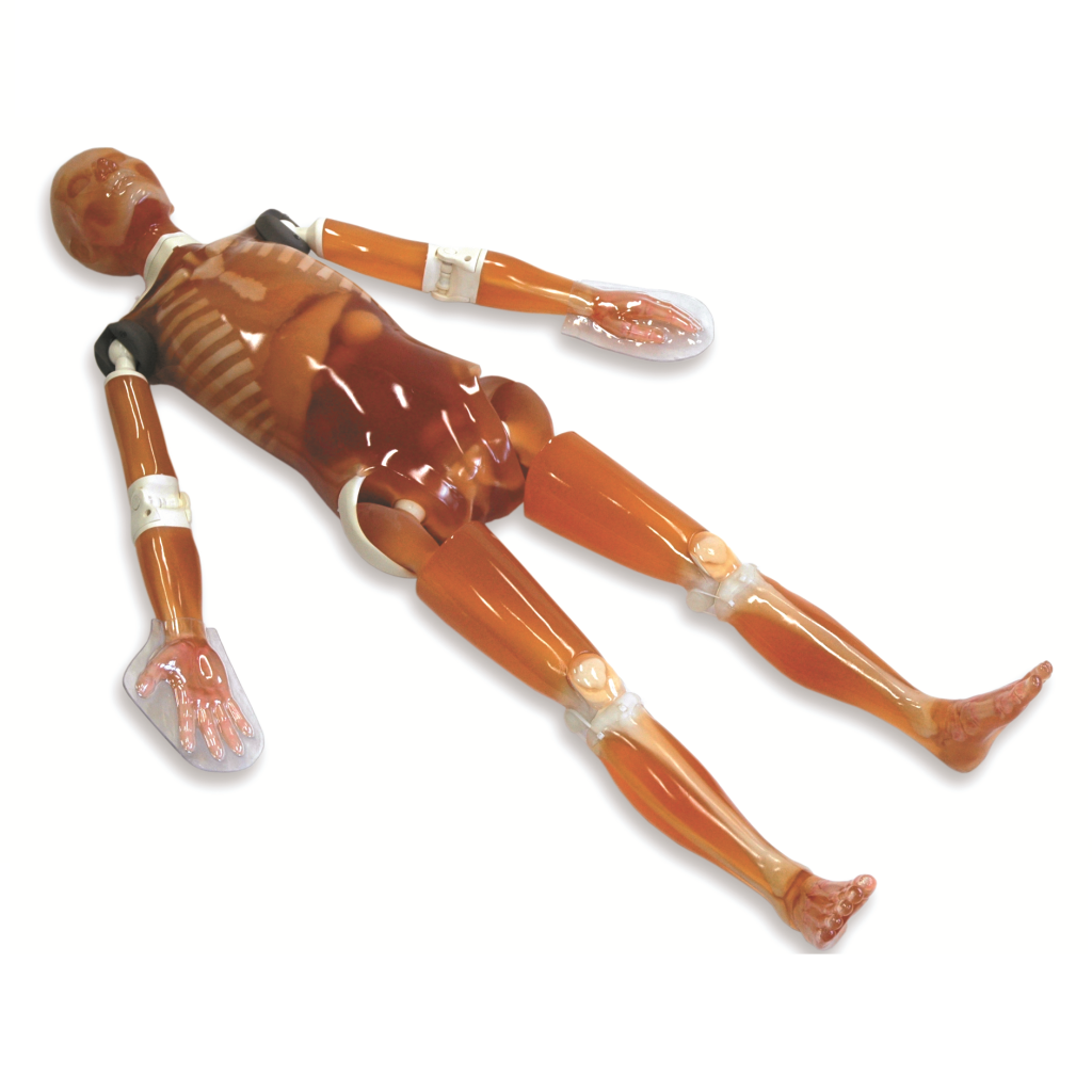 X-Ray Whole Body Phantom "PBU-50"