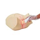 Scrotal Ultrasound Phantom